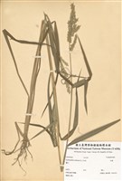 藏品(芒稷)的圖片